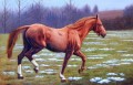dw021fD animal caballo
